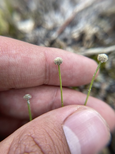 Paepalanthus beyrichianus, photograph 1