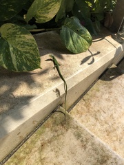 Takydromus smaragdinus