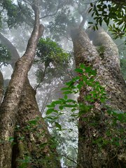 Lithocarpus nantoensis, photograph (c) Jacy Chen, some rights reserved (CC BY)