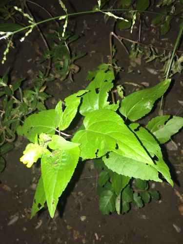 iNaturalist observation photo of canyon sunflower