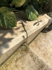 Takydromus smaragdinus