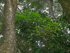Lithocarpus nantoensis, photograph (c) Jacy Chen, some rights reserved (CC BY)