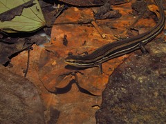 Dunn's Mabuya photo 2