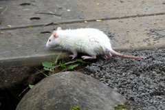 Rattus norvegicus domestica