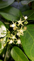 Cynanchum ellipticum