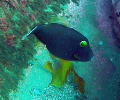 Eubalichthys bucephalus