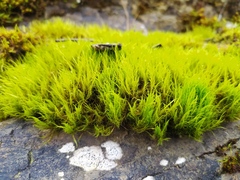 Flexitrichum flexicaule