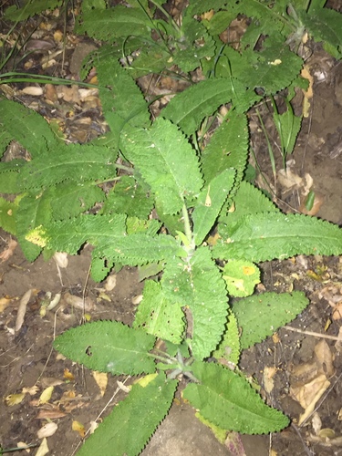 iNaturalist observation photo of Hummingbird Sage