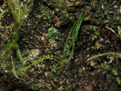 Haplopteris mediosora