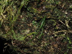Haplopteris mediosora