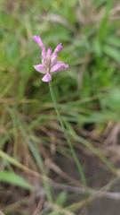 Polygala adenophora