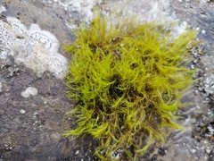 Flexitrichum flexicaule