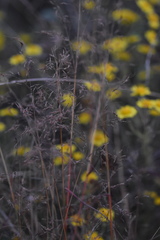 Capillipedium parviflorum