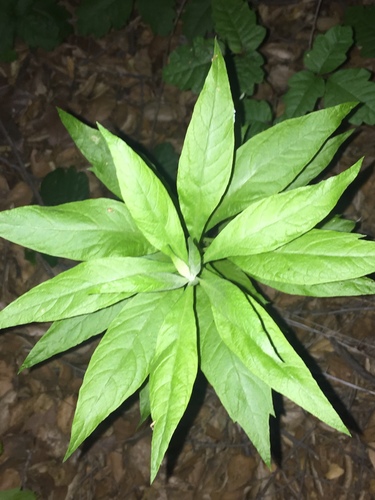 iNaturalist observation photo of California mugwort
