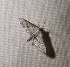 Thyridoidea
