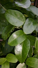 Cynanchum ellipticum