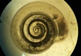Anisus spirorbis