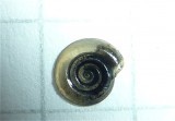 Anisus spirorbis