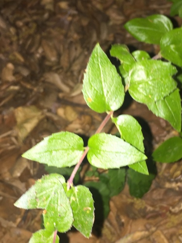 iNaturalist observation photo of heartleaf keckiella