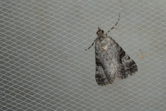 Dichromodes anelictis