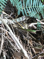 Takydromus smaragdinus