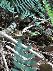 Takydromus smaragdinus