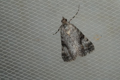 Dichromodes anelictis