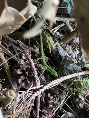 Takydromus smaragdinus