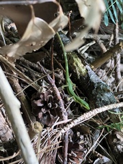 Takydromus smaragdinus