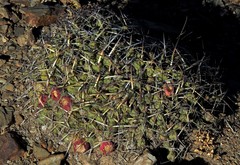 Maihueniopsis molfinoi