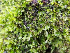 Mnium stellare