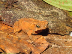 Rhinella scitula