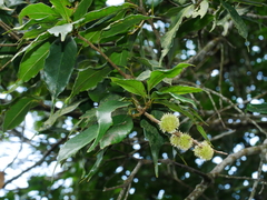 Taiwan Chinkapin (Castanopsis kawakamii)
