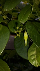 Cynanchum ellipticum