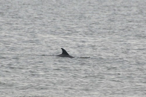 Common Bottlenose Dolphin photographed in Alabama