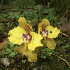 Cyrtochilum macranthum