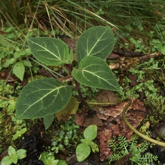 Cyrtochilum macranthum
