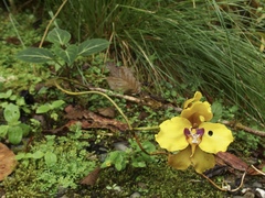 Cyrtochilum macranthum