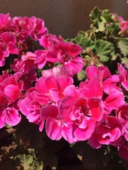 Pelargonium