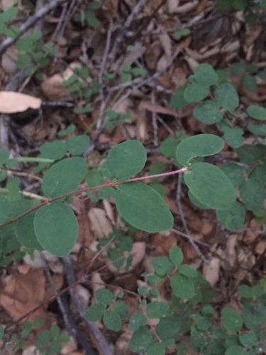 iNaturalist observation photo of creeping snowberry