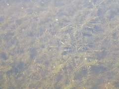 Hydrilla verticillata