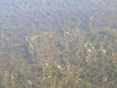 Hydrilla verticillata