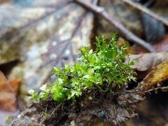 Mnium stellare