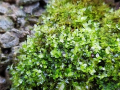 Mnium stellare