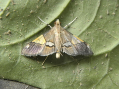 Heterocnephes