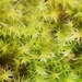 Dull Starry Feather-Moss - Photo (c) Jonathan Hughes, some rights reserved (CC BY-NC), uploaded by Jonathan Hughes