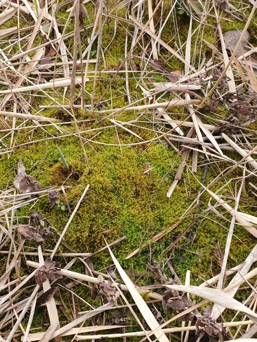Image of Campylium protensum by no rights reserved