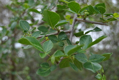 Commiphora neglecta