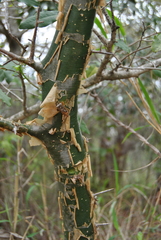 Commiphora neglecta