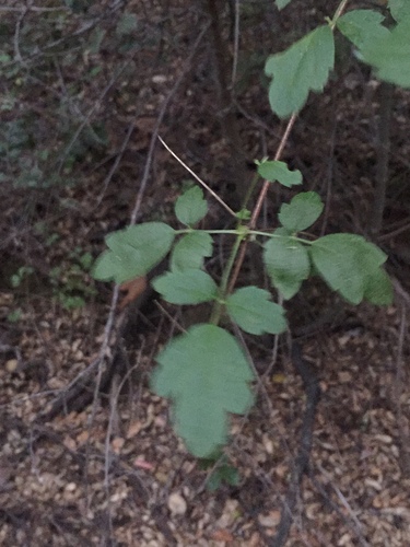 iNaturalist observation photo of Pipestem Clematis